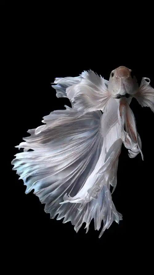 iphone6s斗鱼壁纸鱼摄影壁纸