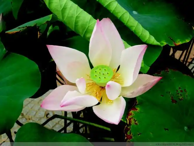 【原创】美丽的莲花池荷韵(三)荷花靓影集锦(2) - 江南好 - 江南好的