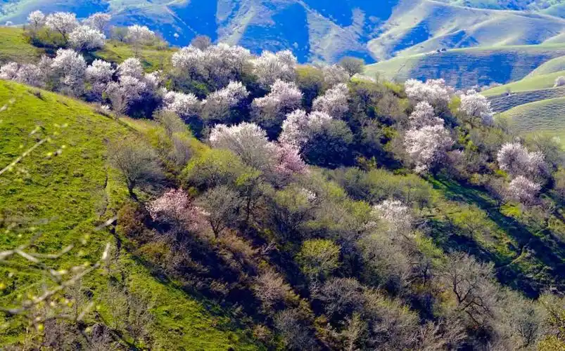 《新疆游》之大西沟福寿山