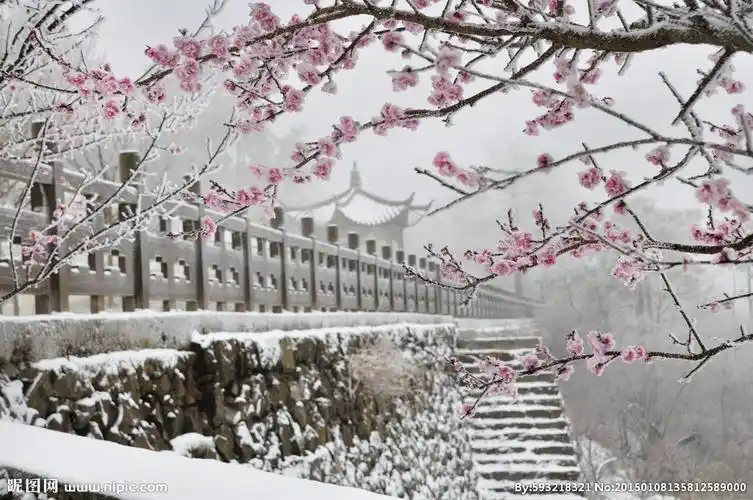 jpg颜色:rgb100共享分举报收藏立即下载关 键 词:雪景 梅花傲雪 梅花