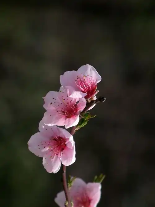 桃花查看大图曝光:1/500 sec光圈:f5.