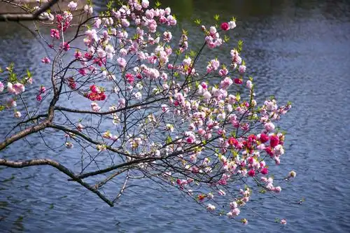 江南桃花《醉美蠡园》