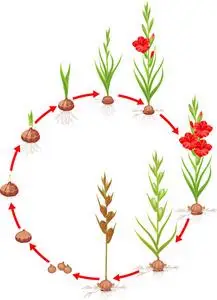 从种植球茎到有花和种子的成年植物的生长阶段照片