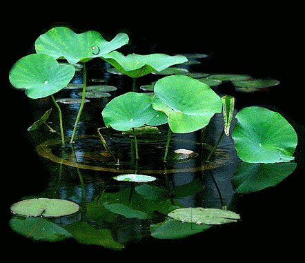 466_402gif 动态图 动图