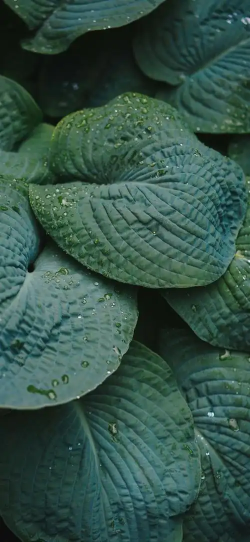 最新超清护眼手机壁纸(100张绿色护眼手机壁纸)(35)