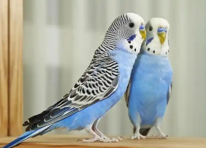 世界上最会说话的十种鸟排行榜 会说话的鸟有哪几种