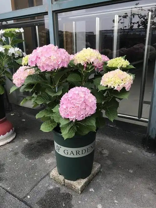 此款盆栽绣球花,美不输无尽夏,花朵超大,花期也长,阳台也能养