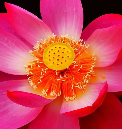 圆明园荷花别样红