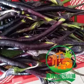 宁波本地黑皮茄子细的长条茄子藤茄 老品种 露天种植 500克