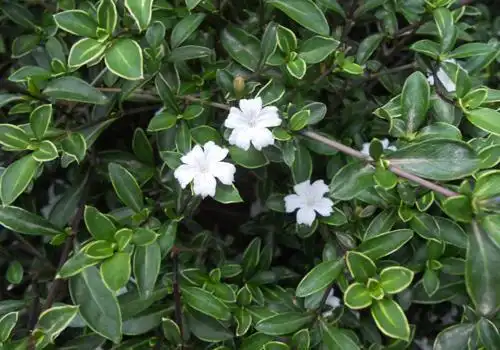 白马骨的功效与作用