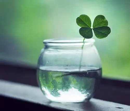 让你好运爆满的幸运草头像lucky-可爱点