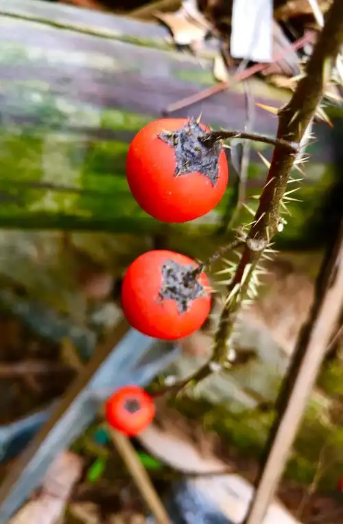 寓意吉祥牛气的"牛茄子"