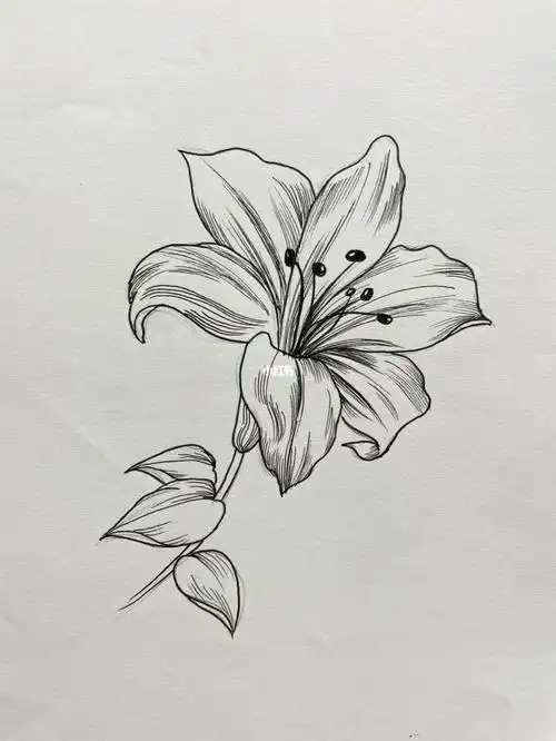 随手画线描花可做黑白装饰画素材