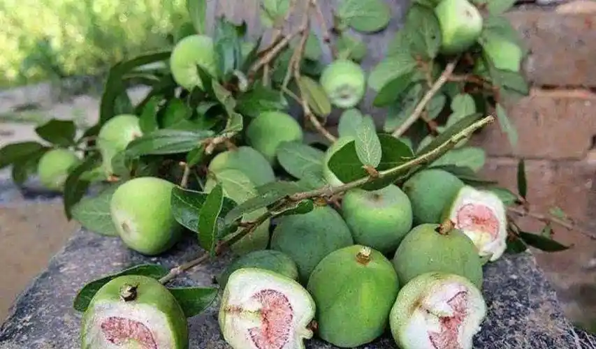 农村一种野果,人称霹雳果,做成美食很受网友的青睐,你家或许有别错过_