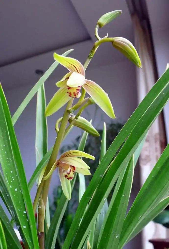 跟兰花老师傅学挖这种土来养让兰花香满屋