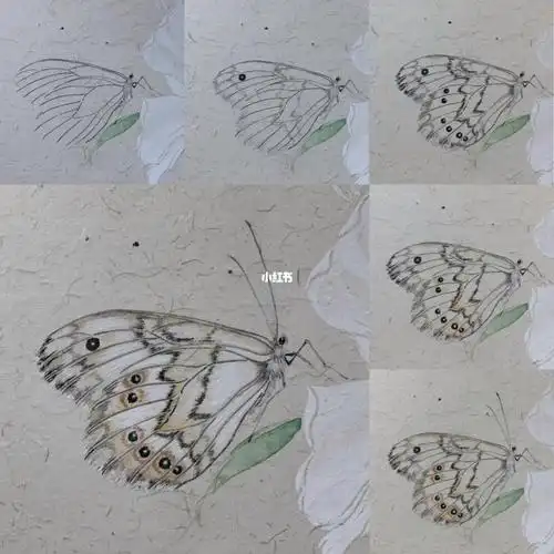 国画没骨蝴蝶步骤图