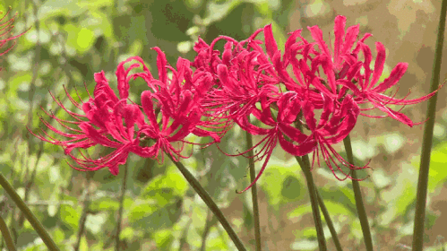 植物学家在春晓发现大片彼岸花,长这样.