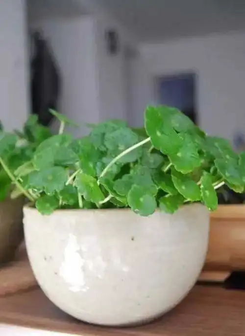 这几种植物水培更容易爆盆,而且不会烂根!加水就能活!