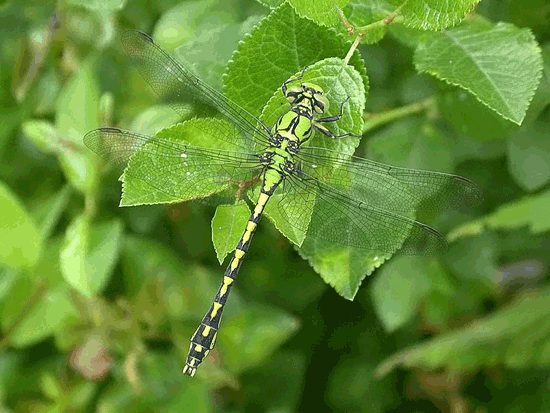 550_413gif 动态图 动图