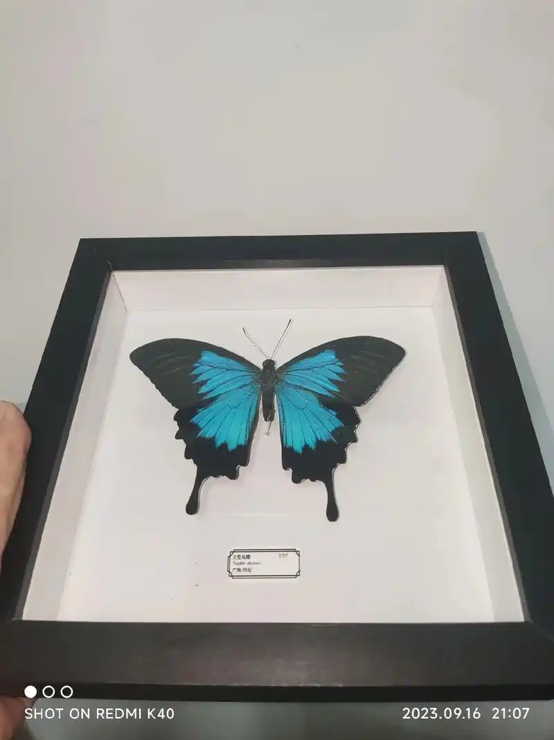 天堂凤蝶.天堂凤蝶,又称作蓝凤蝶,是大自然中最令人叹为观止的 - 抖音