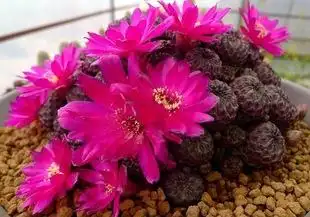 紫丽丸锦多肉植物青丽红丽丸仙人球群生宝山属无刺开花美一物一拍