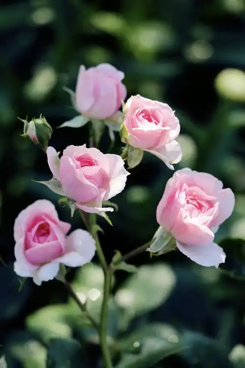 晨光下,粉白的丰花月季娇艳欲滴(2020.6)