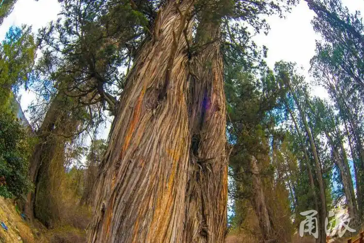 行摄天下走进世所罕见的林芝巨柏林