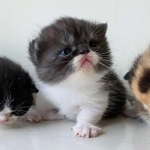 加菲和美短的混血宝宝长这样啊啊啊啊