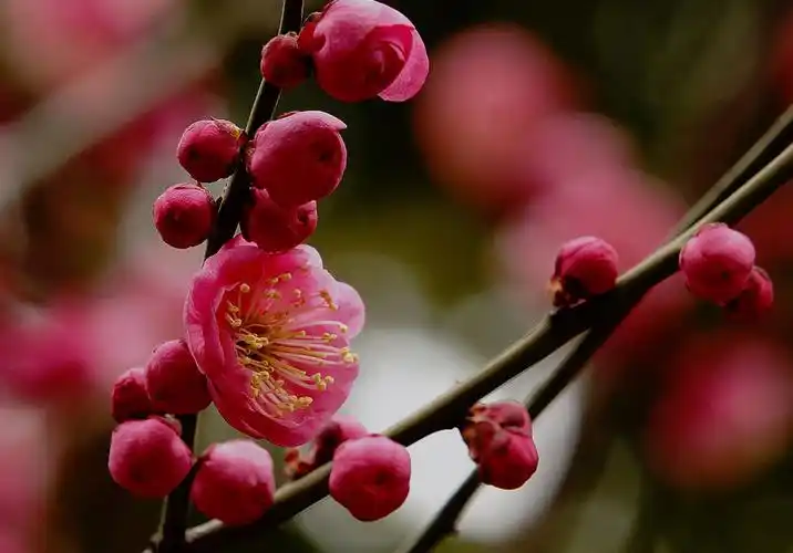 安阳论坛 2014-02-26红梅花二 10p 器材:索尼 a77