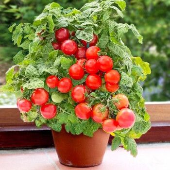 种菜记矮生盆栽番茄种子种籽苗阳台四季春季小西红柿红圣女果农家蔬菜