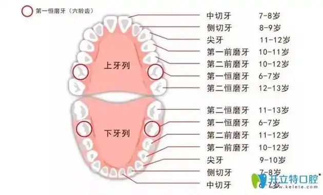 因为这4颗牙是在孩子6岁左右萌出的,所以又称它们为"六龄牙".