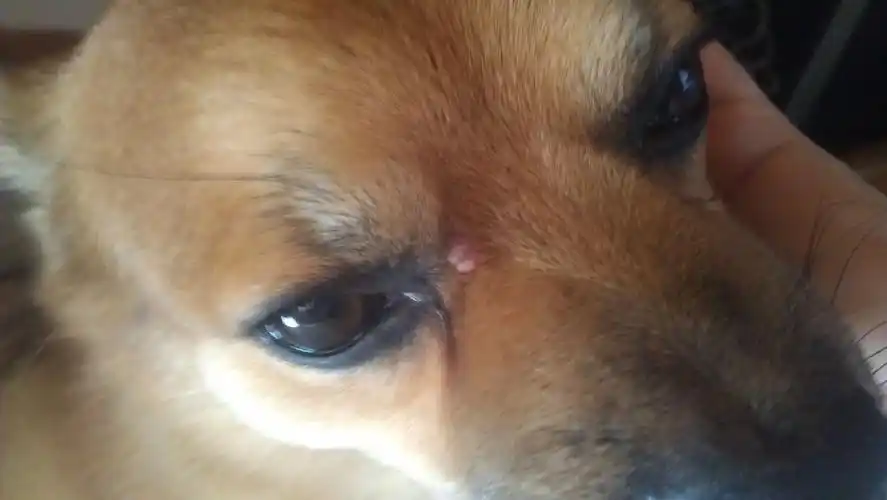 狗狗眼睛旁边 就是内眼角的地方 长了一个小包 粉红色 感觉里面有脓