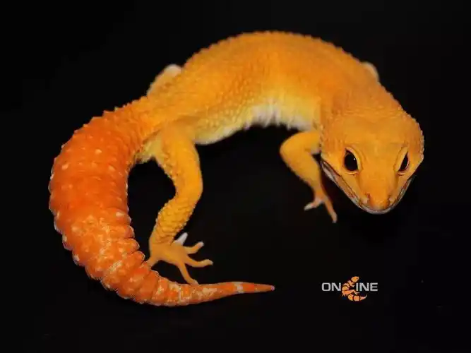 最懂你的萝卜尾情结,守宫在线全萝卜尾阳光种群展示