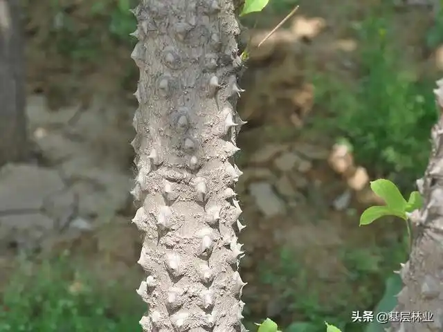 刺头是什么意思刺科植物图片