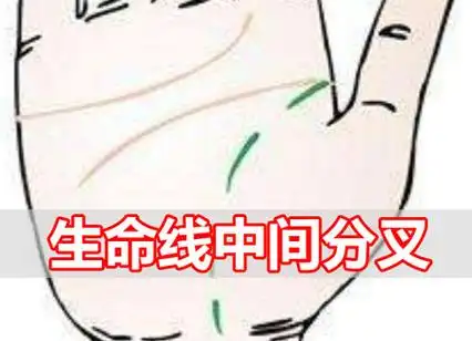 生命线中间分叉代表什么意思