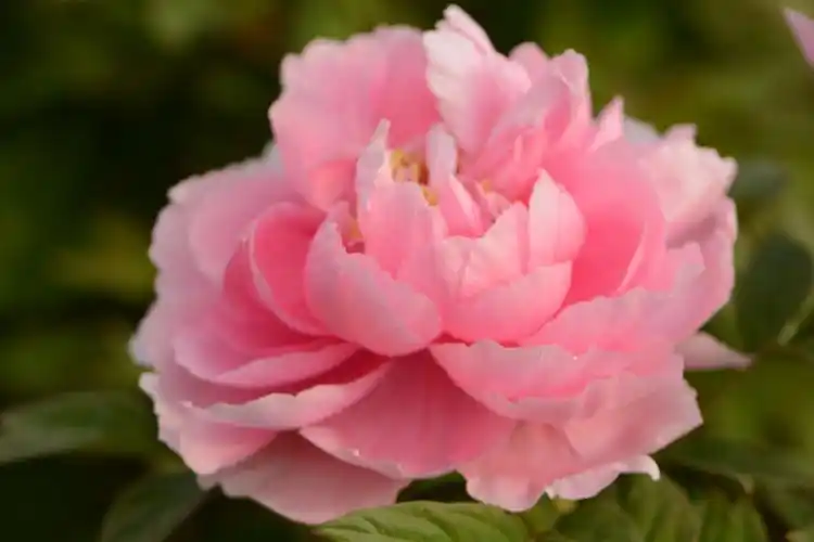 人间最美～富贵牡丹 - 美篇