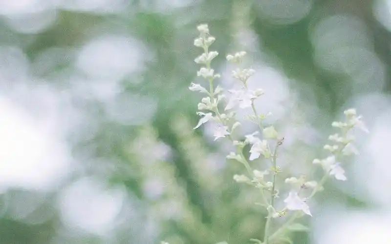 简单小清新唯美电脑桌面壁纸图片