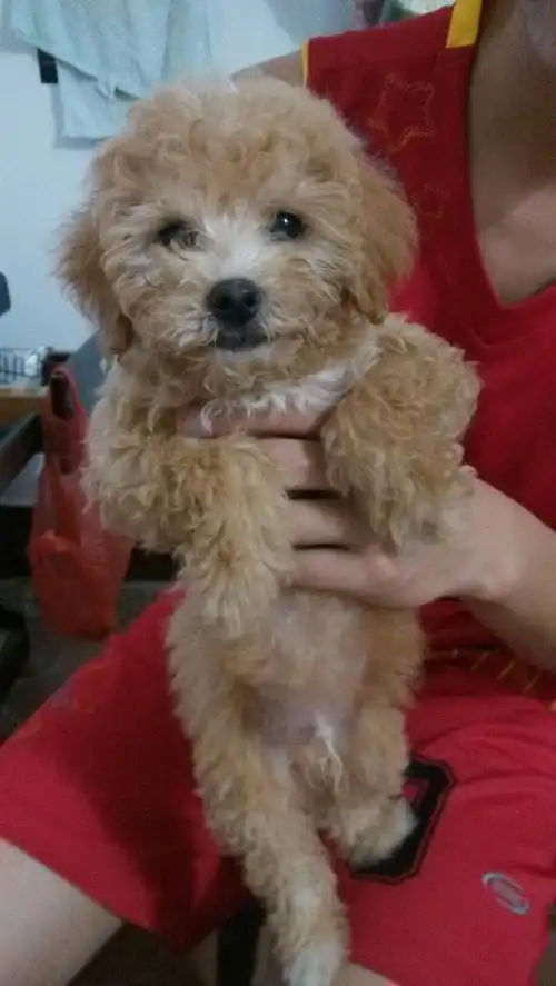 花了冤枉钱,买了假泰迪么?