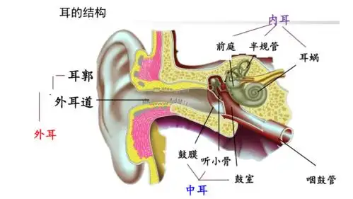 第四单元第六章 第一节人体对外界环境的感知(耳朵)课件(29张ppt)-21