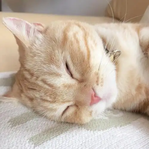 喵星人呆呆傻傻可可爱爱的自愈系