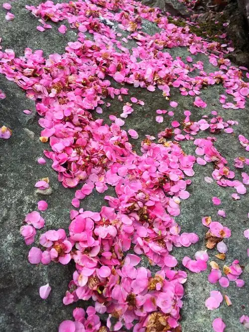 落花如梦凄迷(原创摄影)