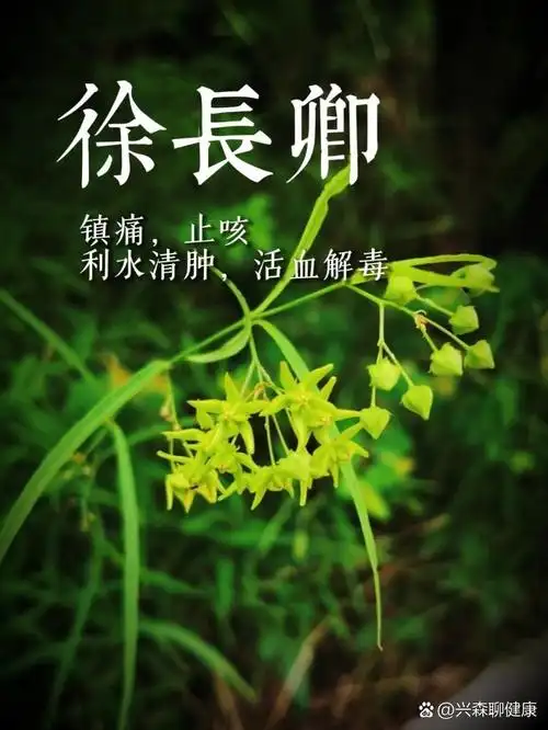 本草日记|徐长卿