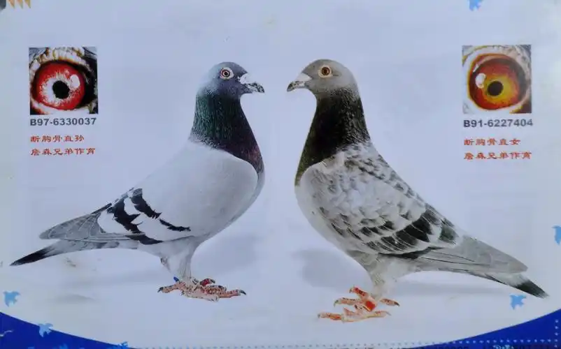 >> 查看拍卖商品