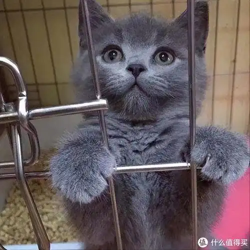 为什么英短猫能稳坐猫界头把交椅网友养了就不想换猫