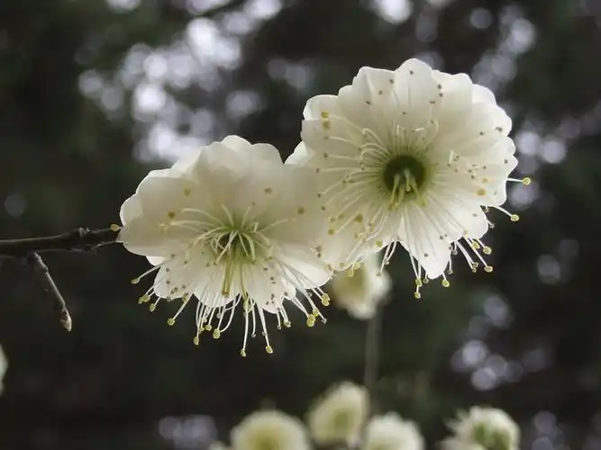 素雅芳香的金钱绿萼梅