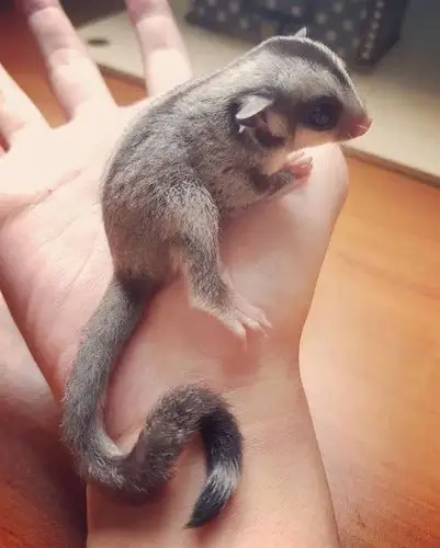 想买好的蜜袋鼯就到绅豪斯 _蜜袋鼯一手