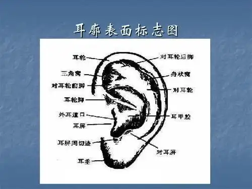 中医耳部 耳廓表面标志图
