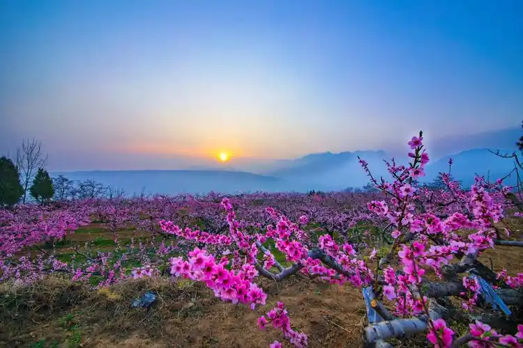 桃林美景迎佳人