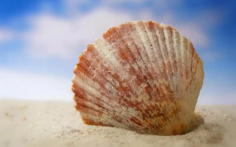 沙滩上的美丽贝壳
