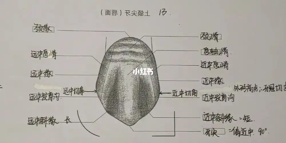尖牙牙体形态13